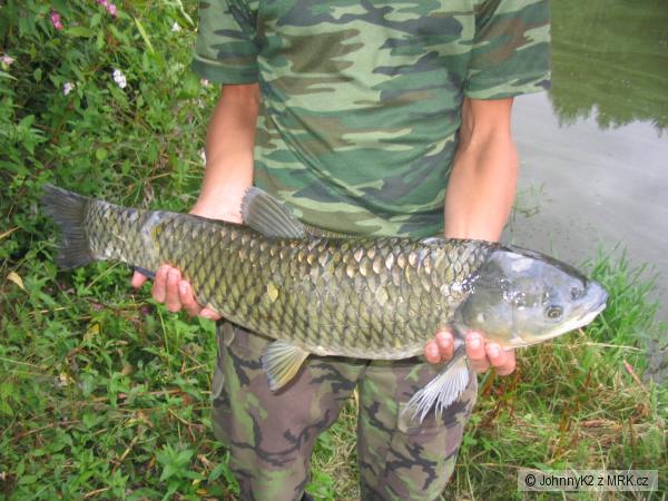 Amur