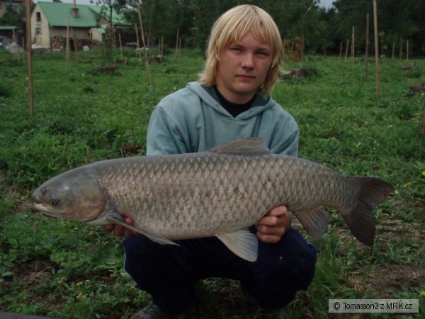 amur
