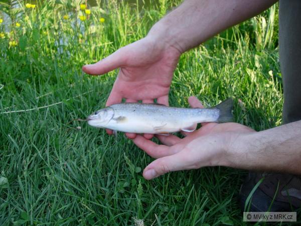 Siven