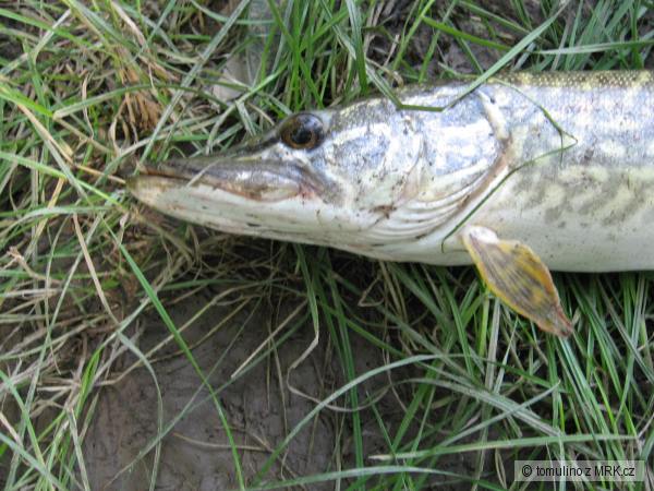 ��uka 50 cm e�te raz