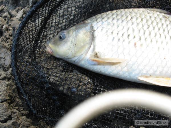 Kapor 41 cm 800 g e�te raz