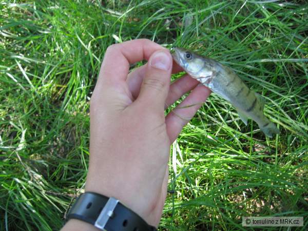M�j prv� zub�� 13 cm :-)