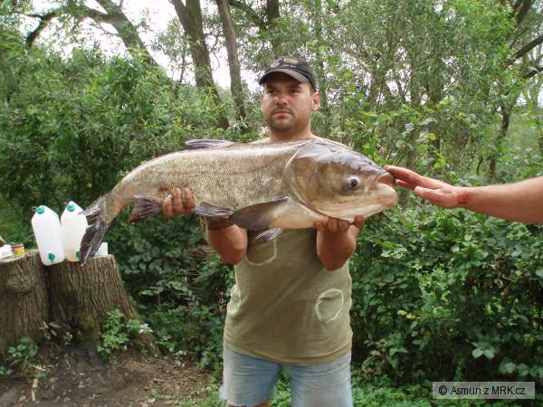 Berounka 08/2008