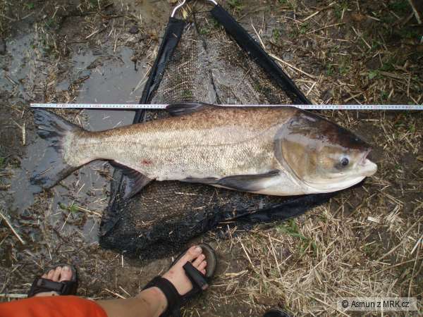 Tolstolobik 100cm 28kg