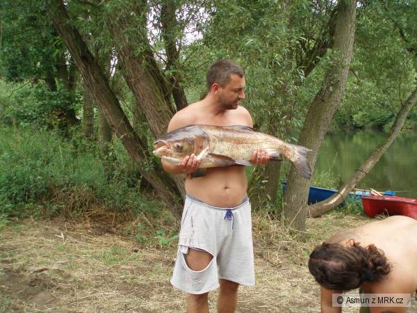 Tolstolobik 100cm 28kg