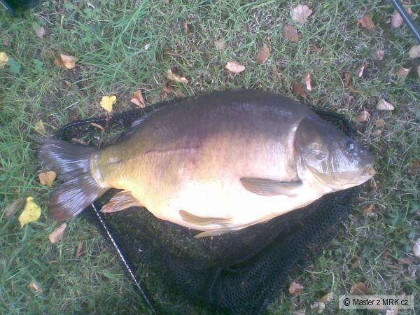 Meloun... 66cm