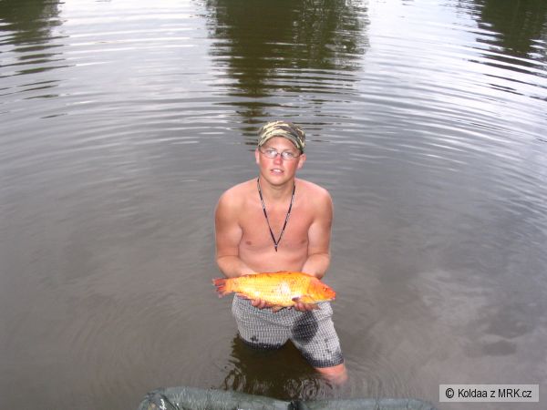 kapr koi