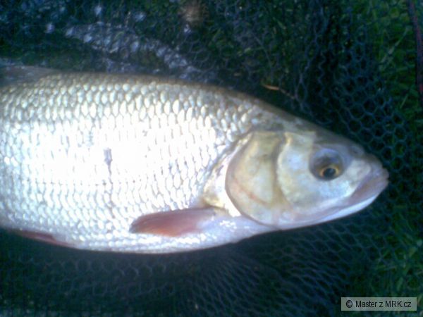Tlami�ka jesena 39cm