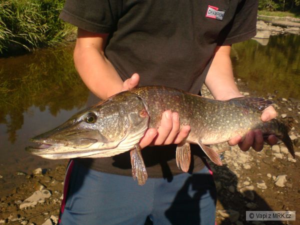 Moje �tika 63cm