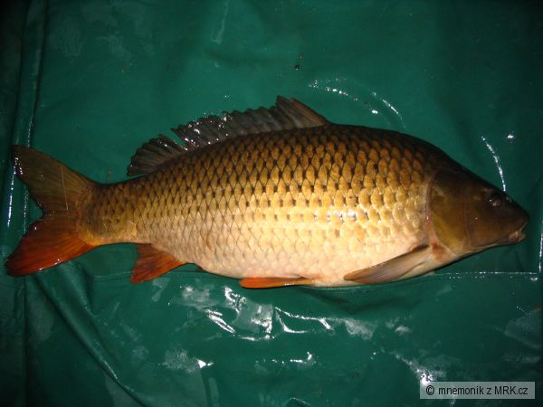 78 cm