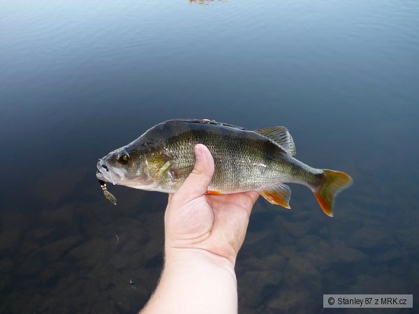 Okoun 32 cm