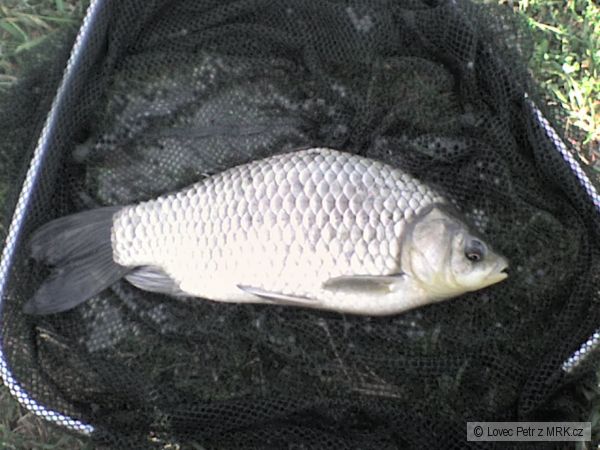 Karas 35cm