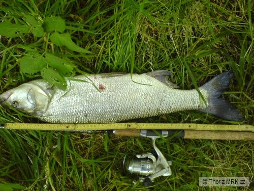 m�j zcela prvn�, 72cm na rota�ku