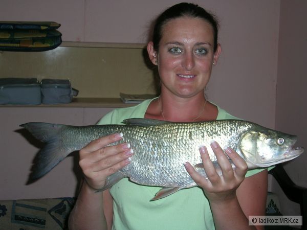 bolen 65-a op�t Marti �lovek