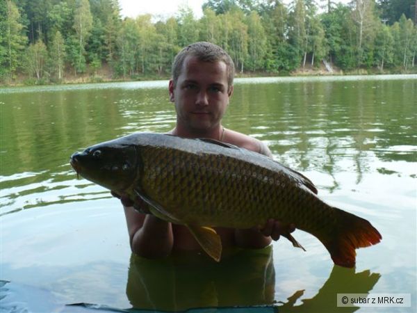 kapr 85cm 10.6kg  Trnavka