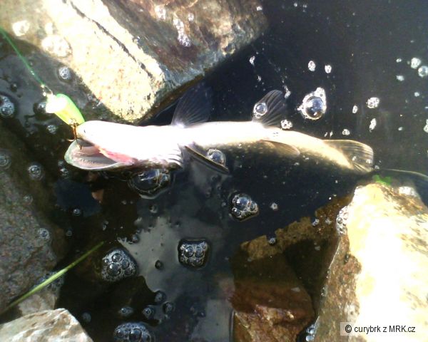 Labe Nymburk