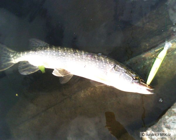 Labe Nymburk