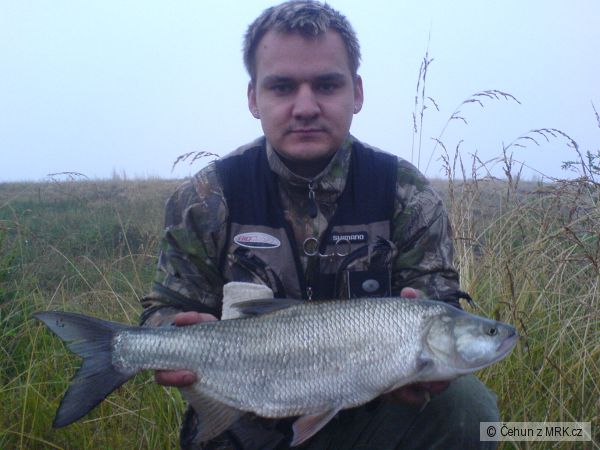 Svratka