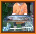 amur 98
