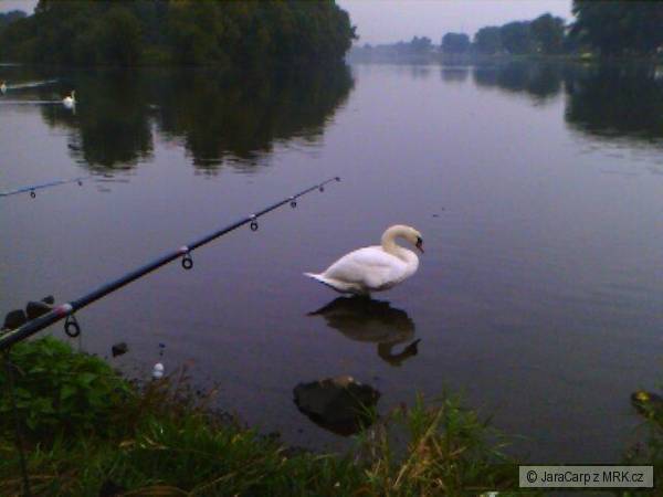 Labutka k�mo�ka... : )