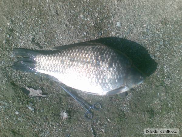 karas z jevi�ovky 2A