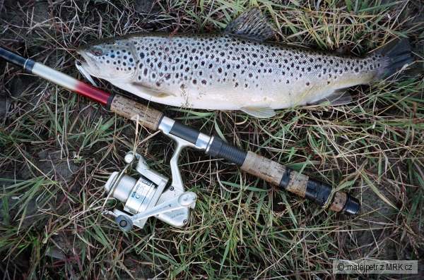 Pstruh obecn� 55cm