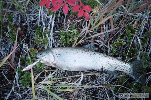 Cutthroat Trout