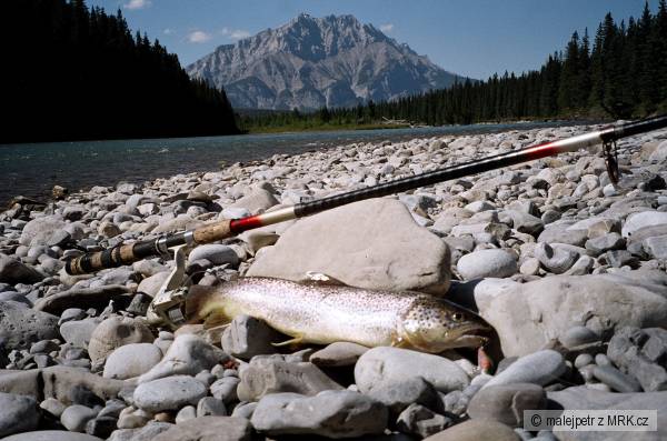 Brown Trout