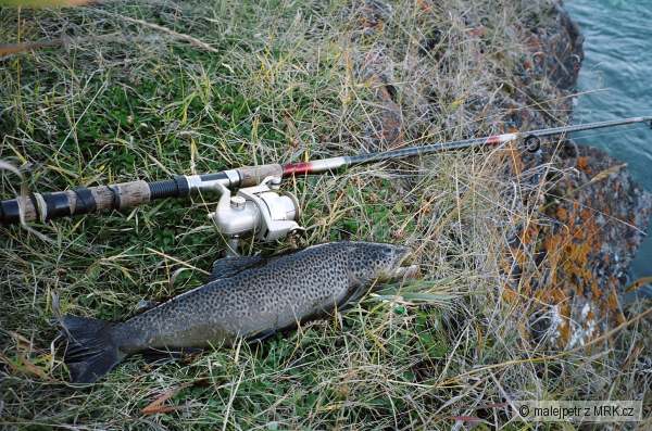 Brown Trout 50cm