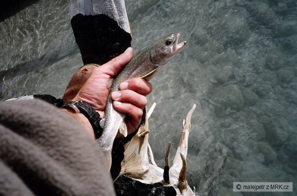 Bull Trout