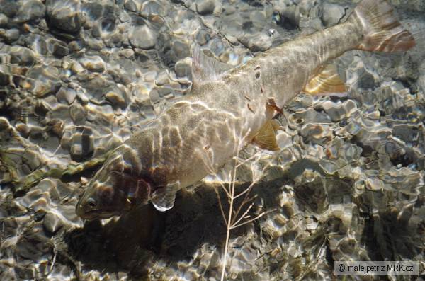 Bull Trout