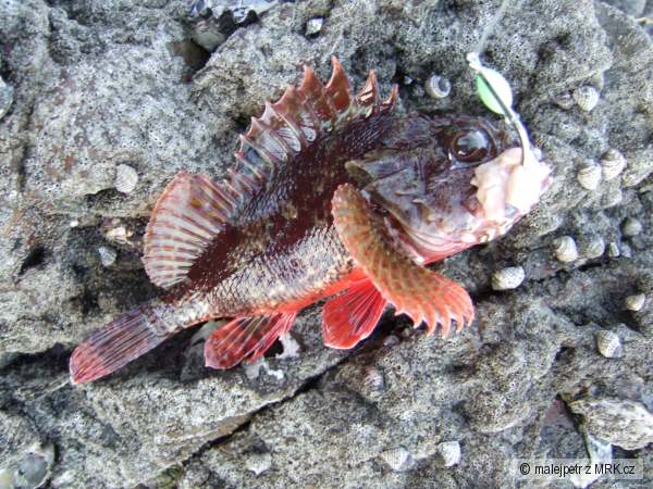 Scorpion Fish