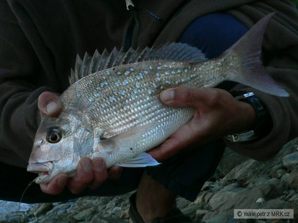 Snapper