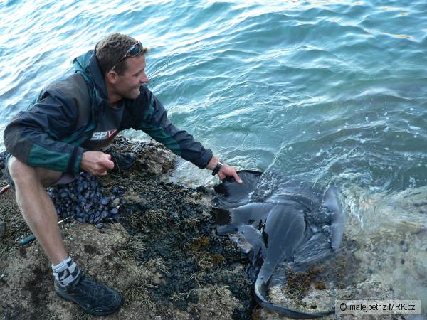 Sting Ray