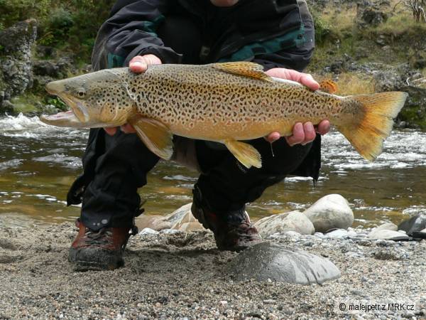 Brown Trout 64cm