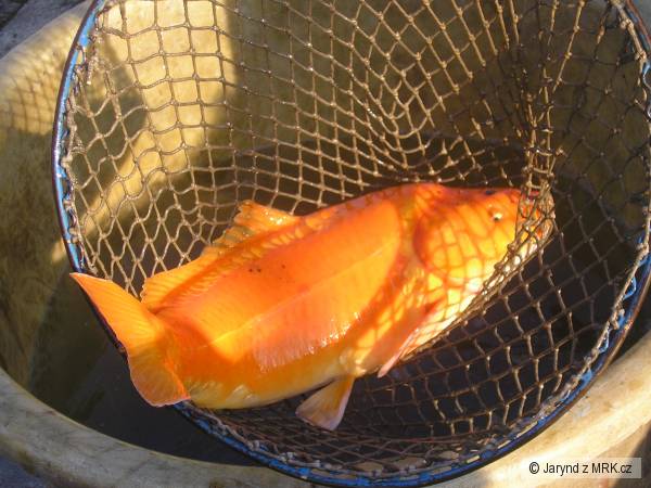 Koi