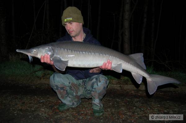 123 cm - 11.50 kg