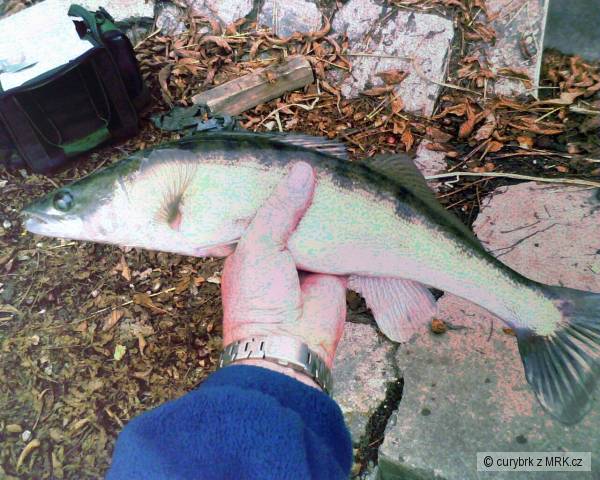 Labe Nymburk