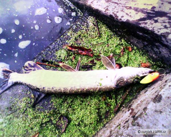 Labe Nymburk
