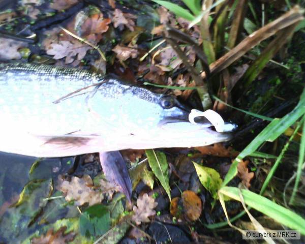 Labe Nymburk
