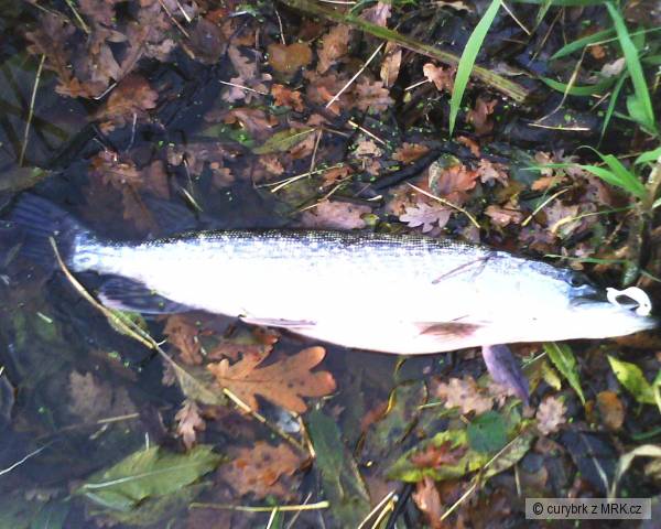 Labe Nymburk
