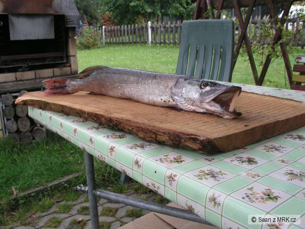 �tika