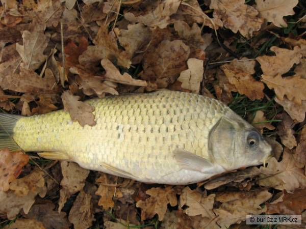 koi 2 