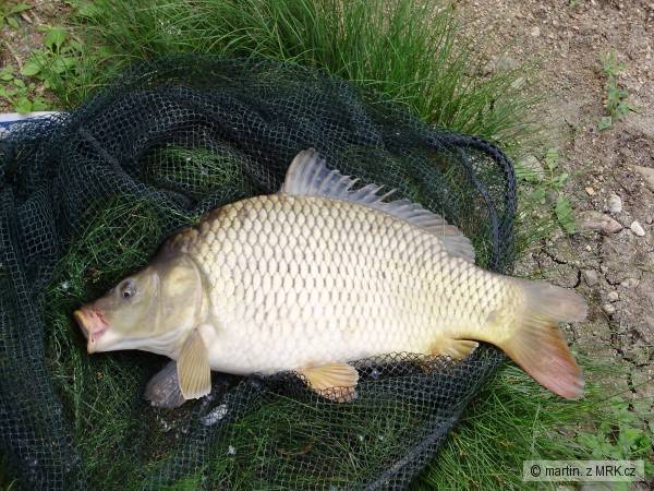 Kaprik 51cm