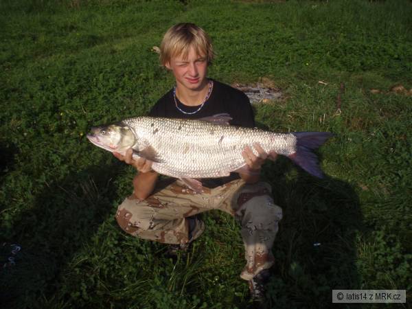 bolen 82cm