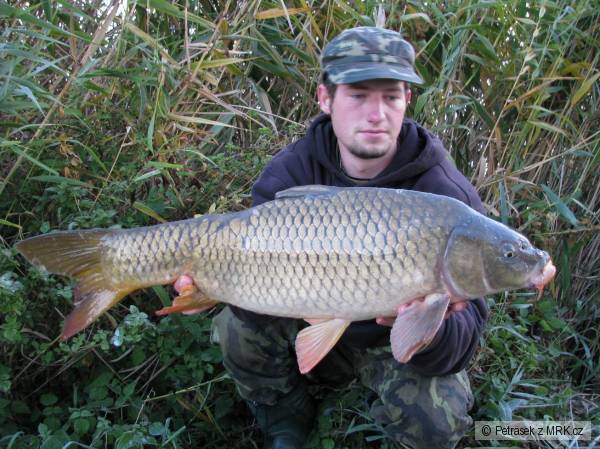 71cm 6,5kg