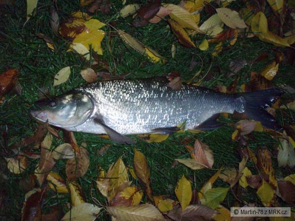 Prvn� Bolen