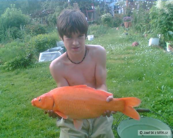 kapr koi