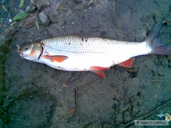 ostroredka 37 cm