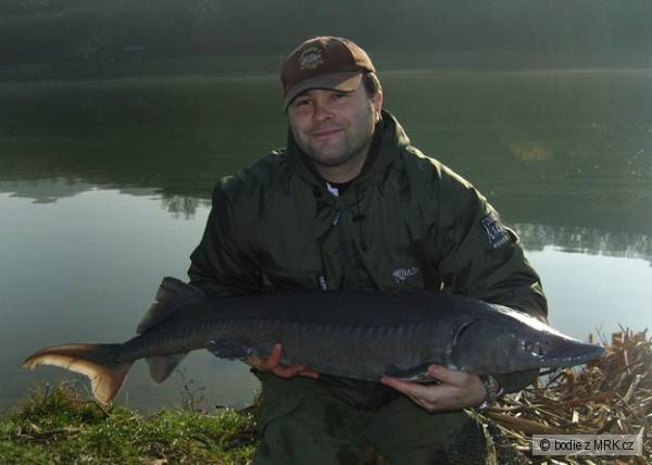 Jeseter 131,5cm a 12,6kg